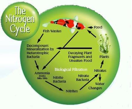 The Pond Nitrogen Cycle